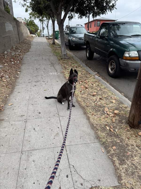 A picture of a black dog named Bowie sitting, taken on September 13 2025 at 6:53 am